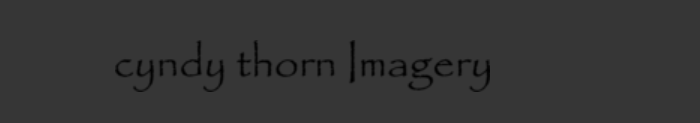 Cyndy Thorn Imagery logo